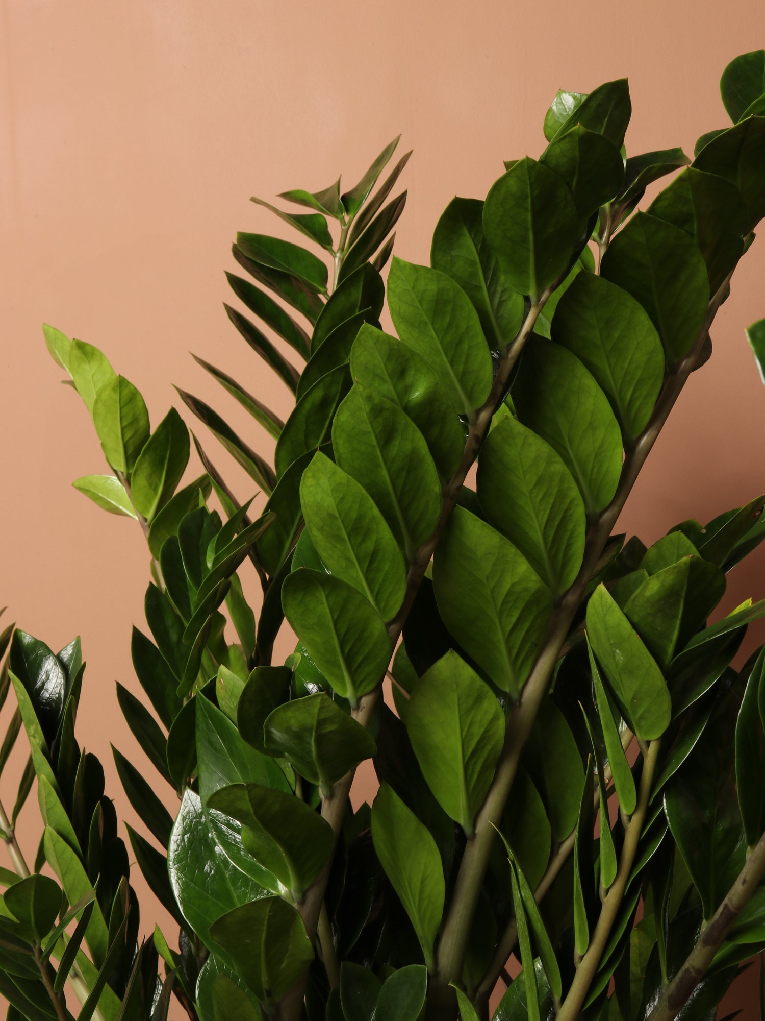 zz plant height and width 6-8ft ZZ Plant – Dahing Plants