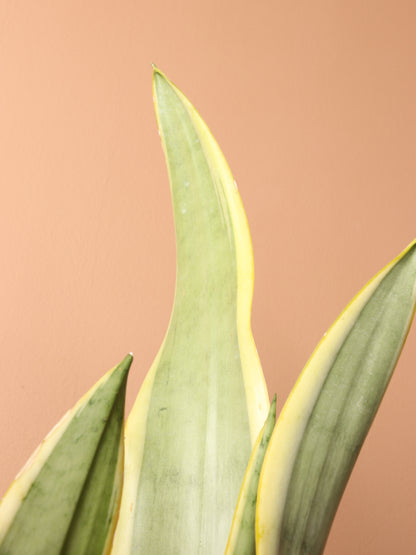 Large Silver Snake Plant (&