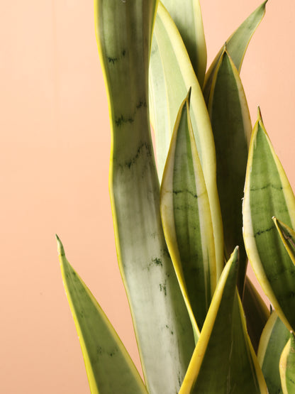 3-5 FT Silver Snake Plant ('silver laurentii') – Dahing Plants