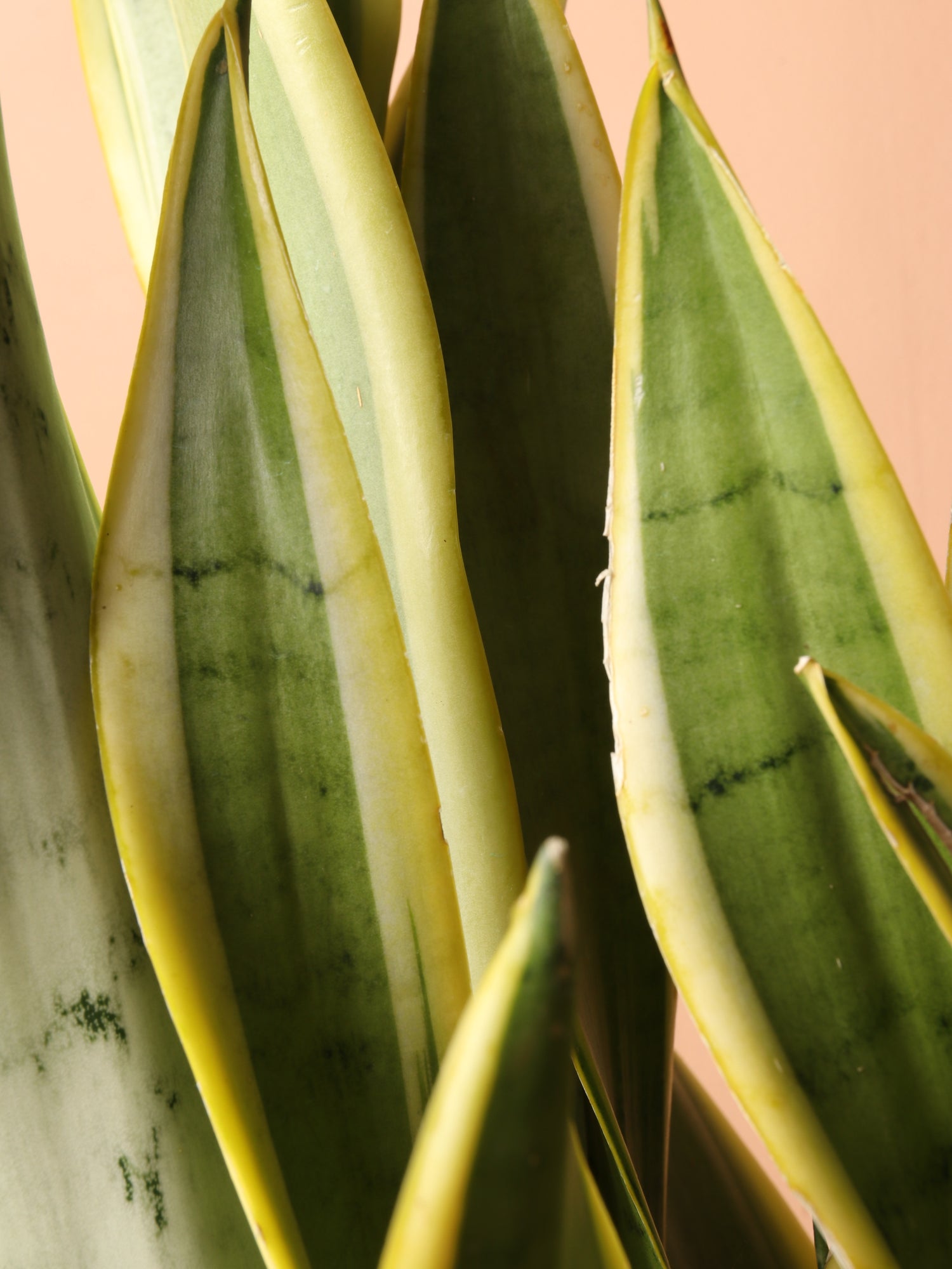 sansevieria hahnii laurentii 3-5 FT Silver Snake Plant ('silver laurentii') – Dahing Plants