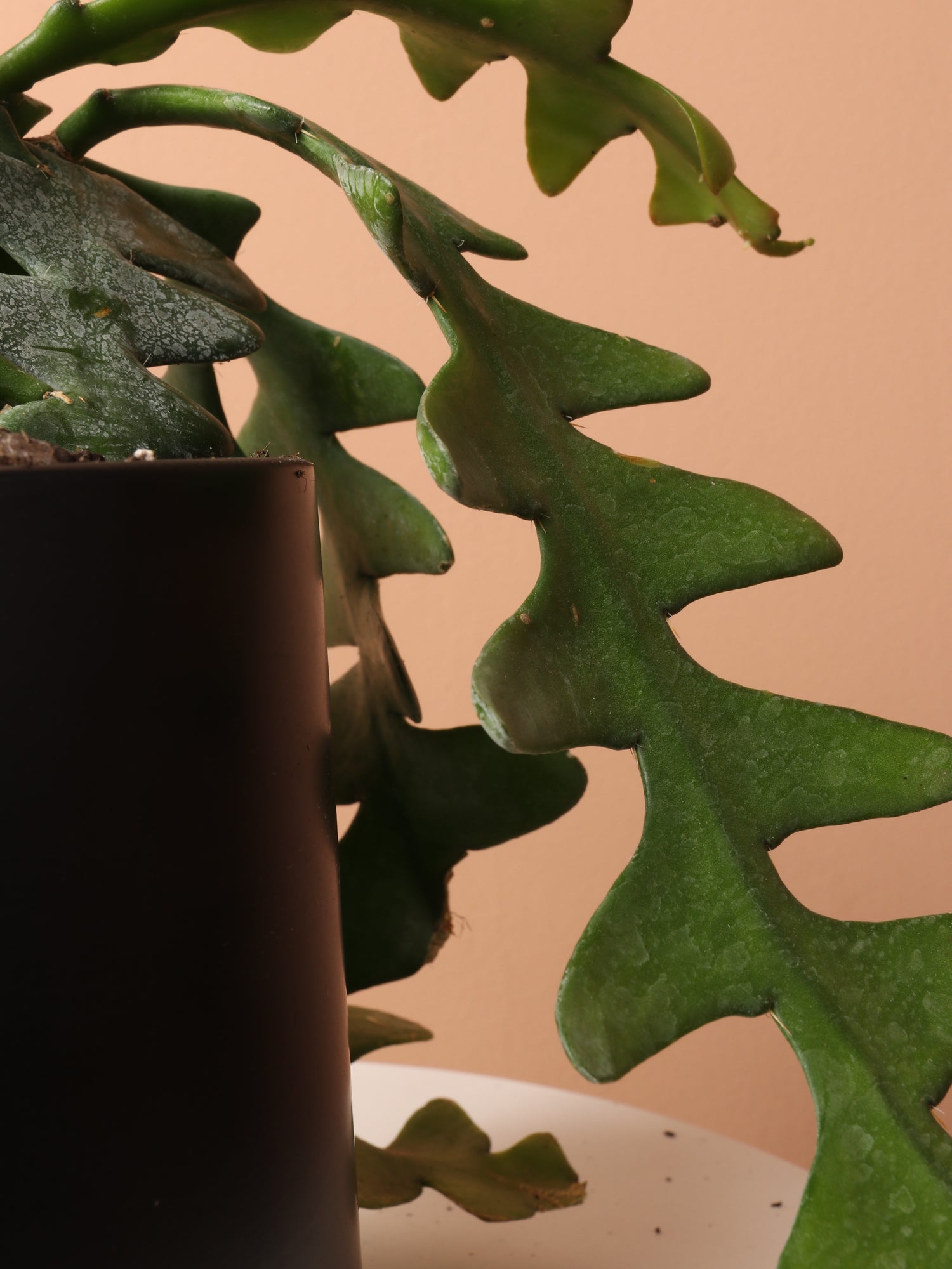 zigzag succulent Medium Fishbone Cactus