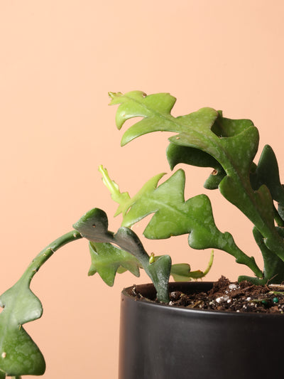 Medium Fishbone Cactus