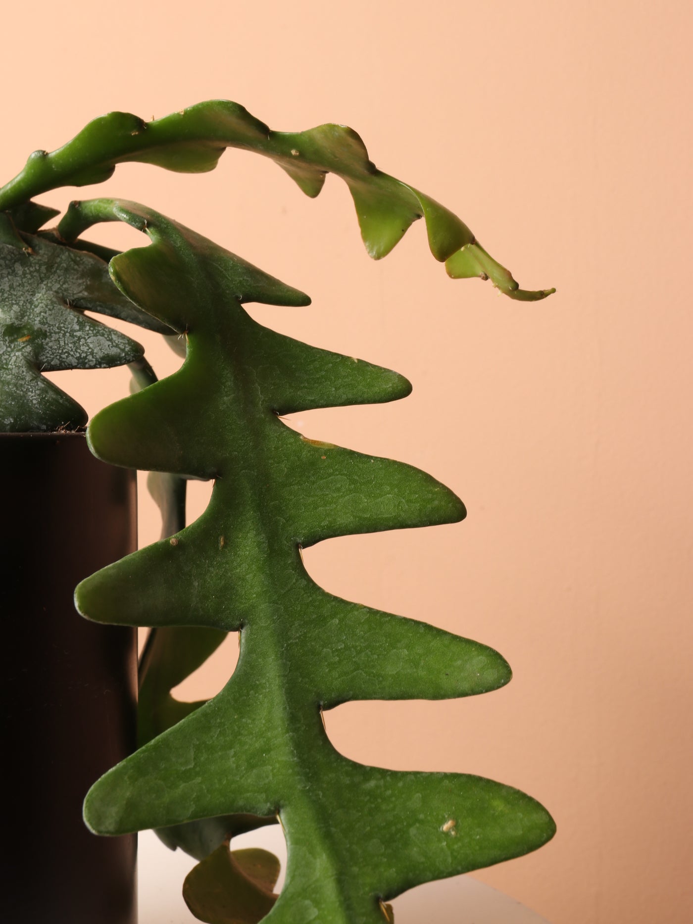 Medium Fishbone Cactus