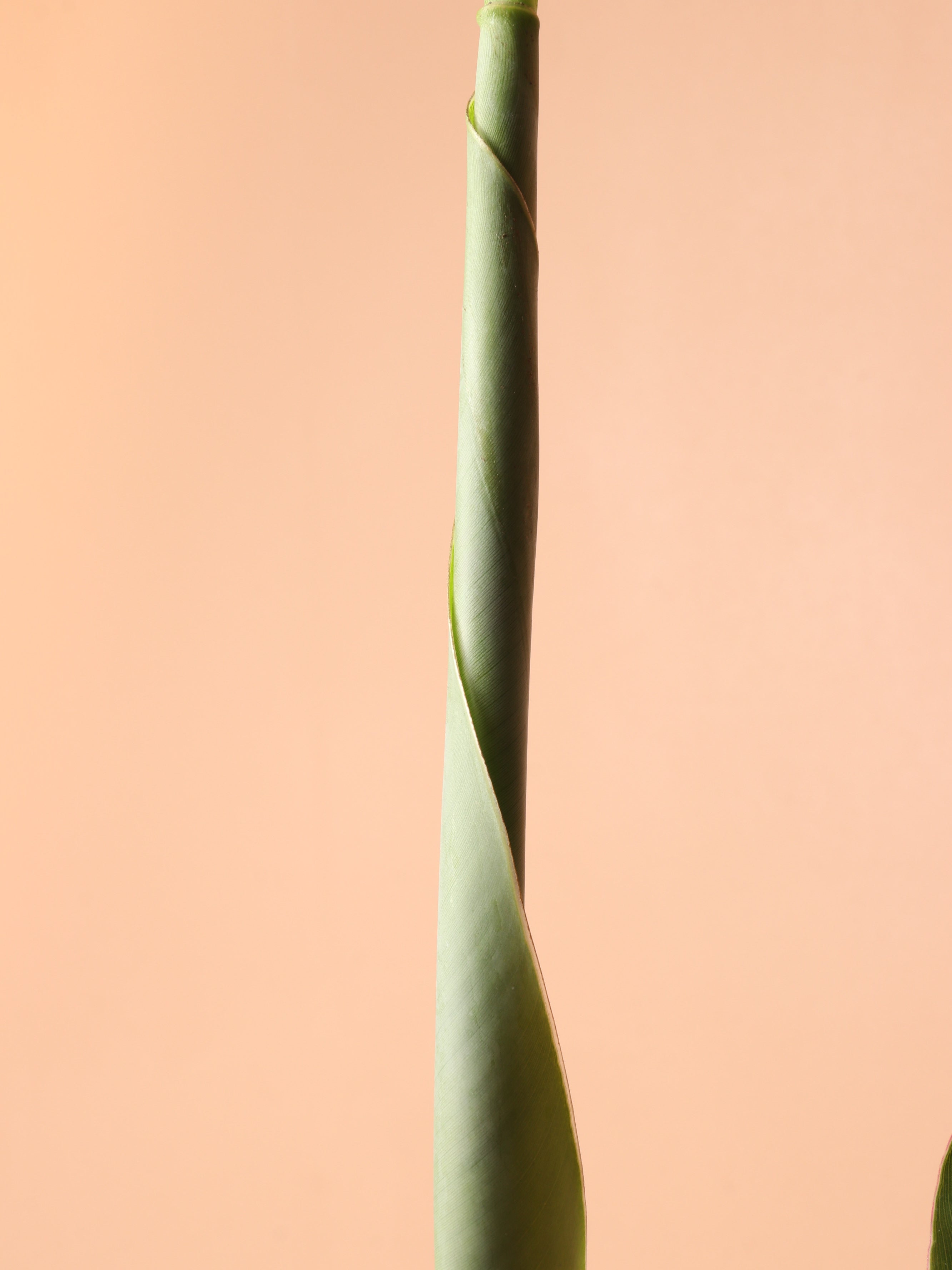Medium Red Banana Plant (Musa Tropicana)