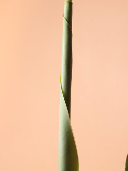 Medium Red Banana Plant (Musa Tropicana)