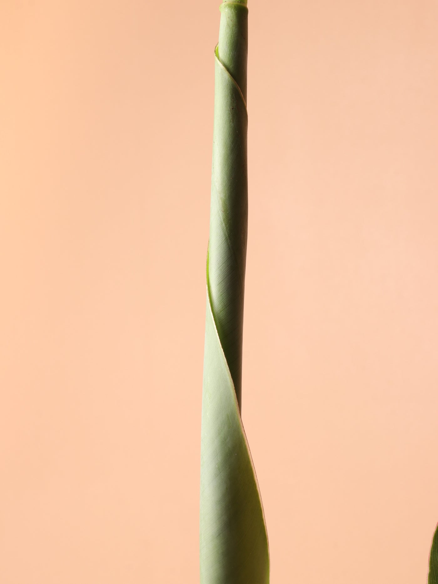 Medium Red Banana Plant (Musa Tropicana)