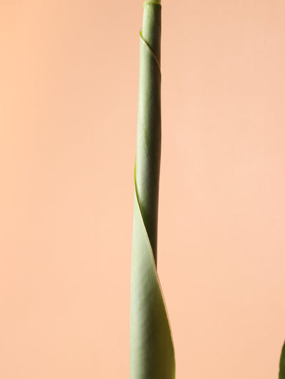 Medium Red Banana Plant (Musa Tropicana)