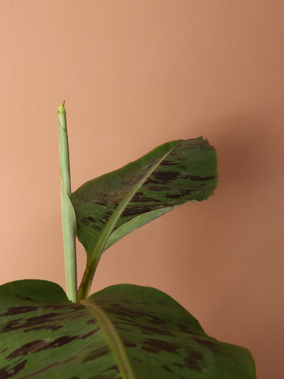 Medium Red Banana Plant (Musa Tropicana)