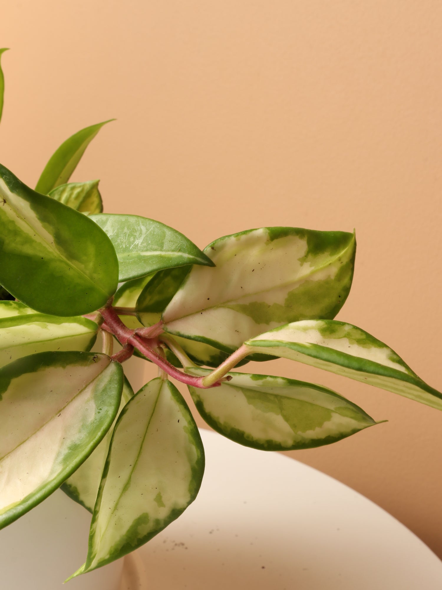 Pet-friendly Plant Bundle
