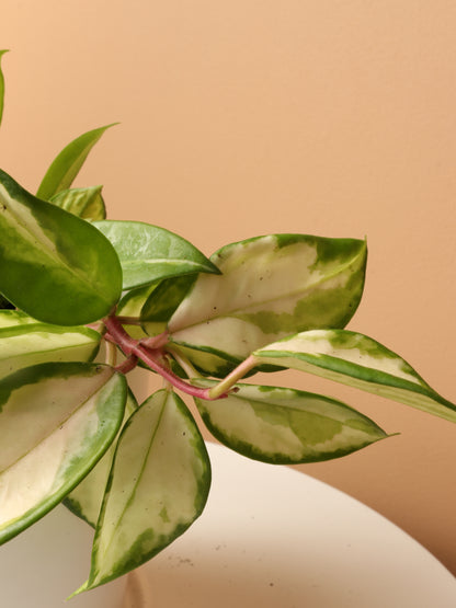 Pet-friendly Plant Bundle