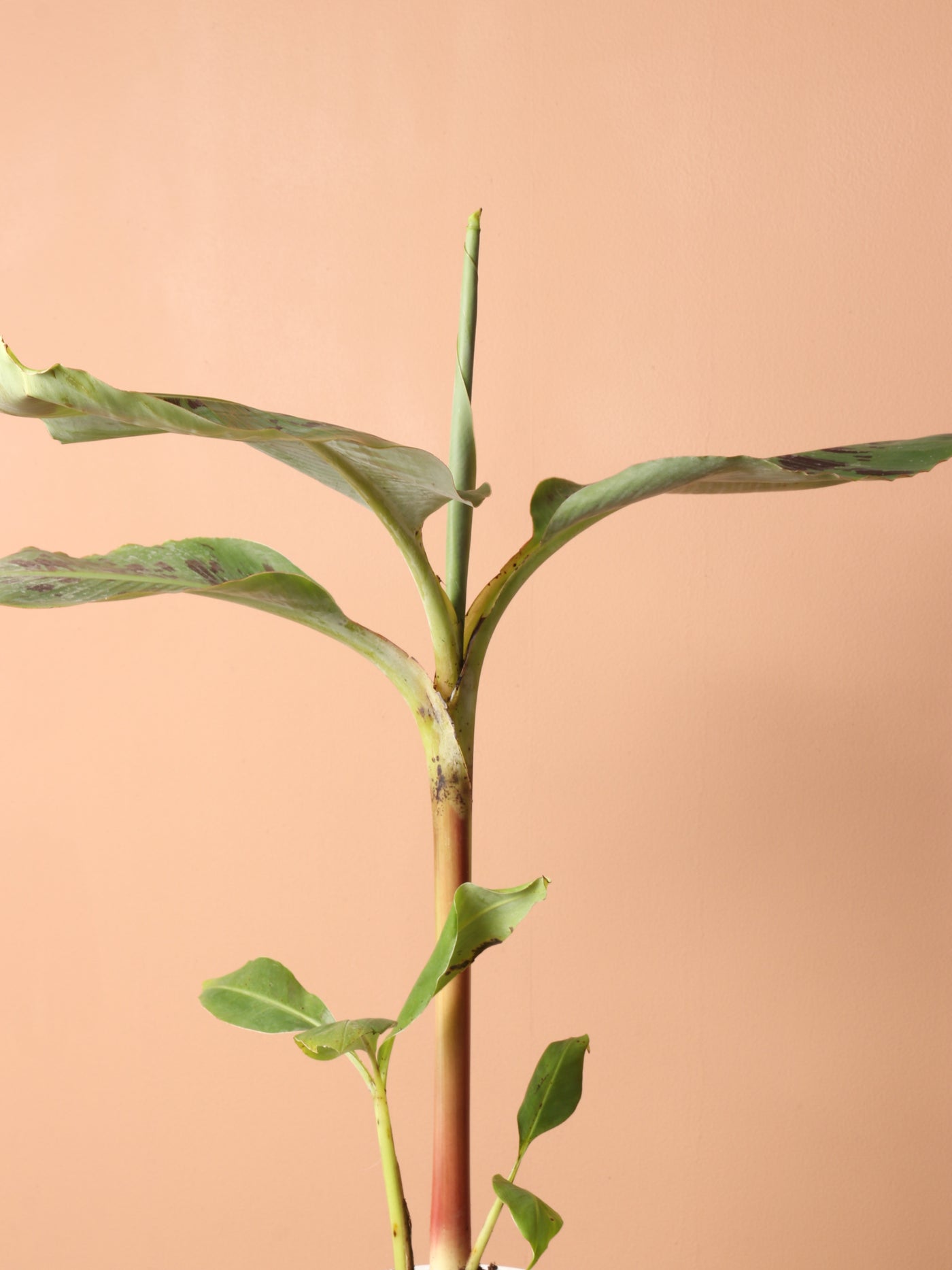 Medium Red Banana Plant (Musa Tropicana)