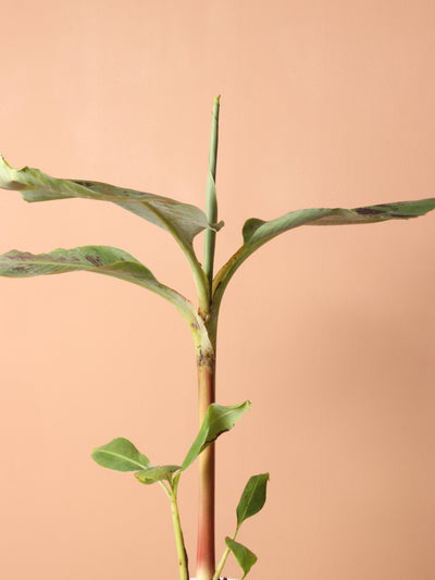 Medium Red Banana Plant (Musa Tropicana)