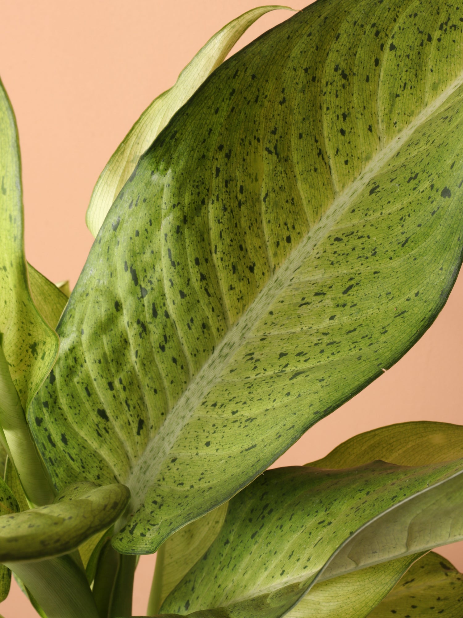 dieffenbachia camouflage rare Medium Dieffenbachia 'Camouflage'