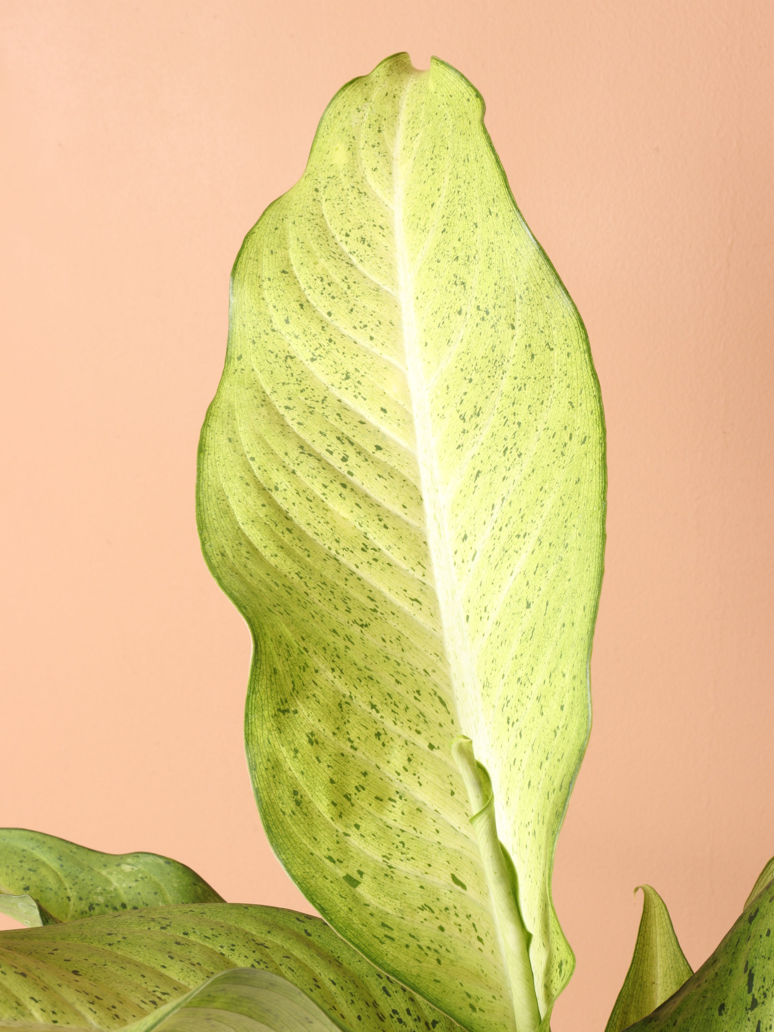 Medium Dieffenbachia &