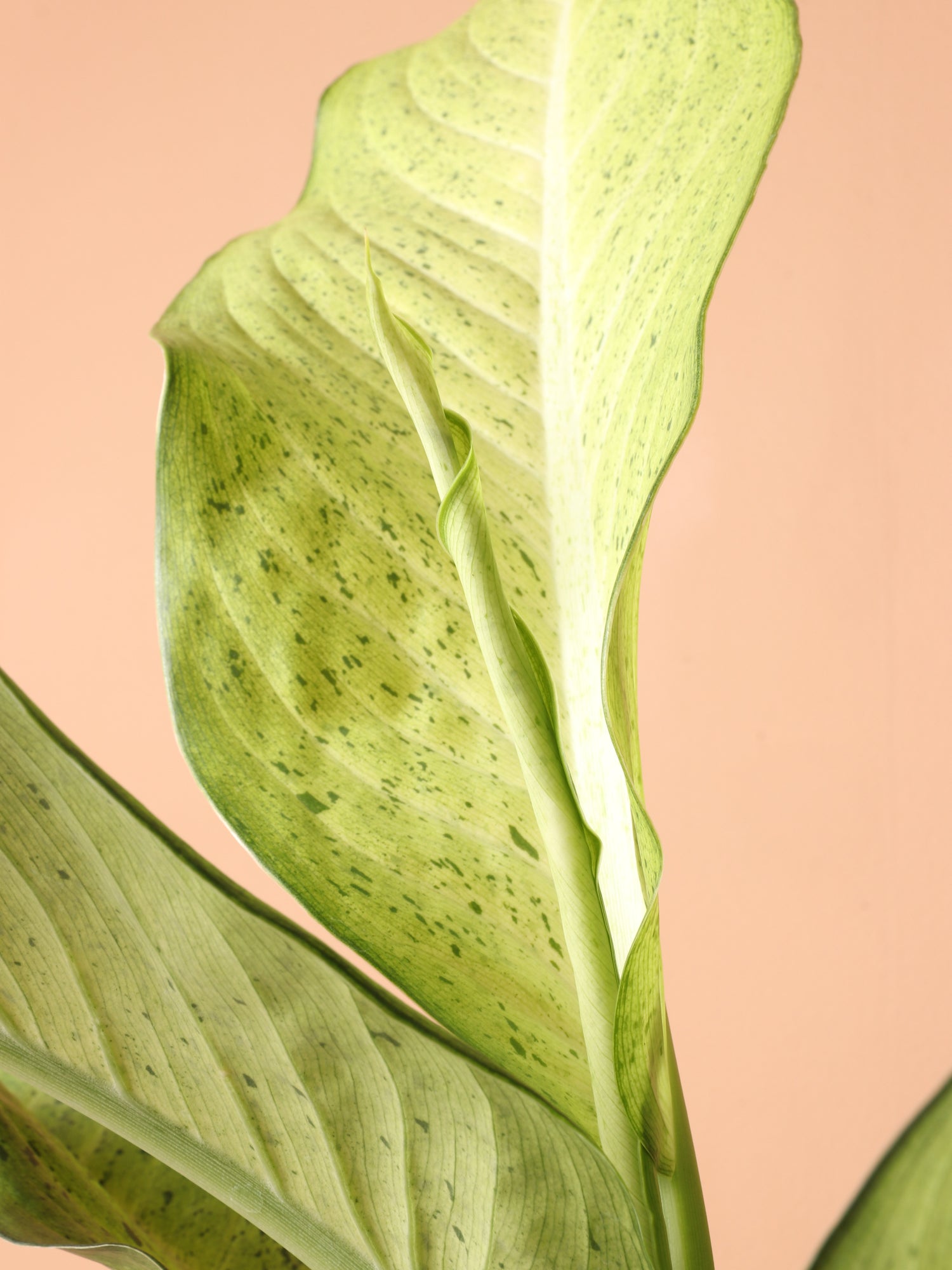 Medium Dieffenbachia &