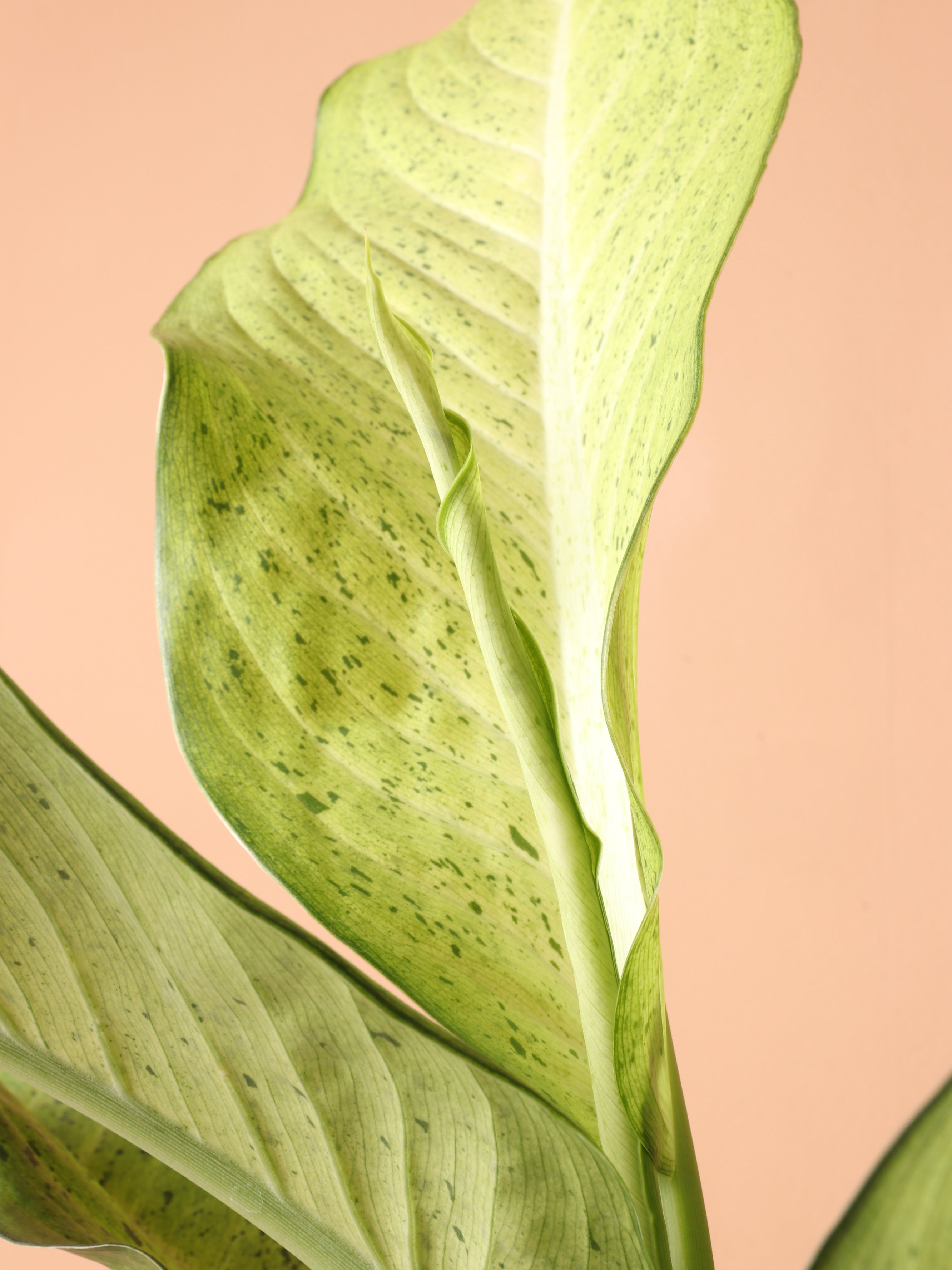 Medium Dieffenbachia &