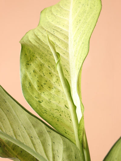 Medium Dieffenbachia 'Camouflage'
