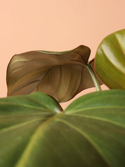 Medium Philodendron 'Gloriosum'