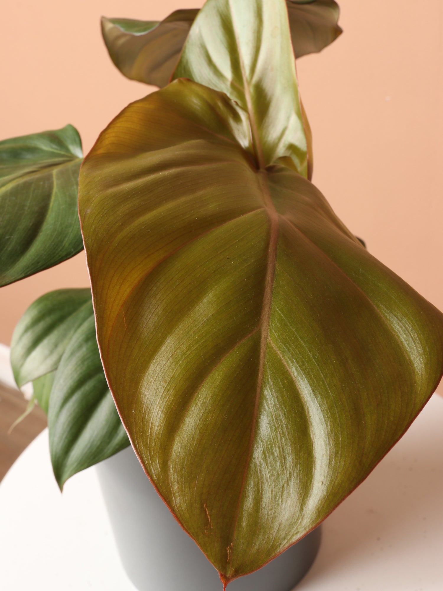 Medium Philodendron &