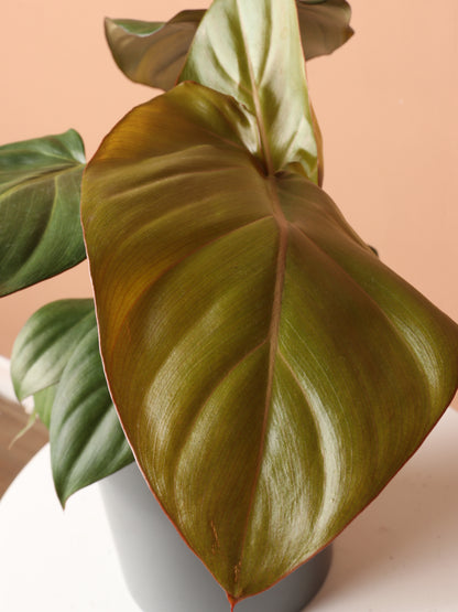 Medium Philodendron &