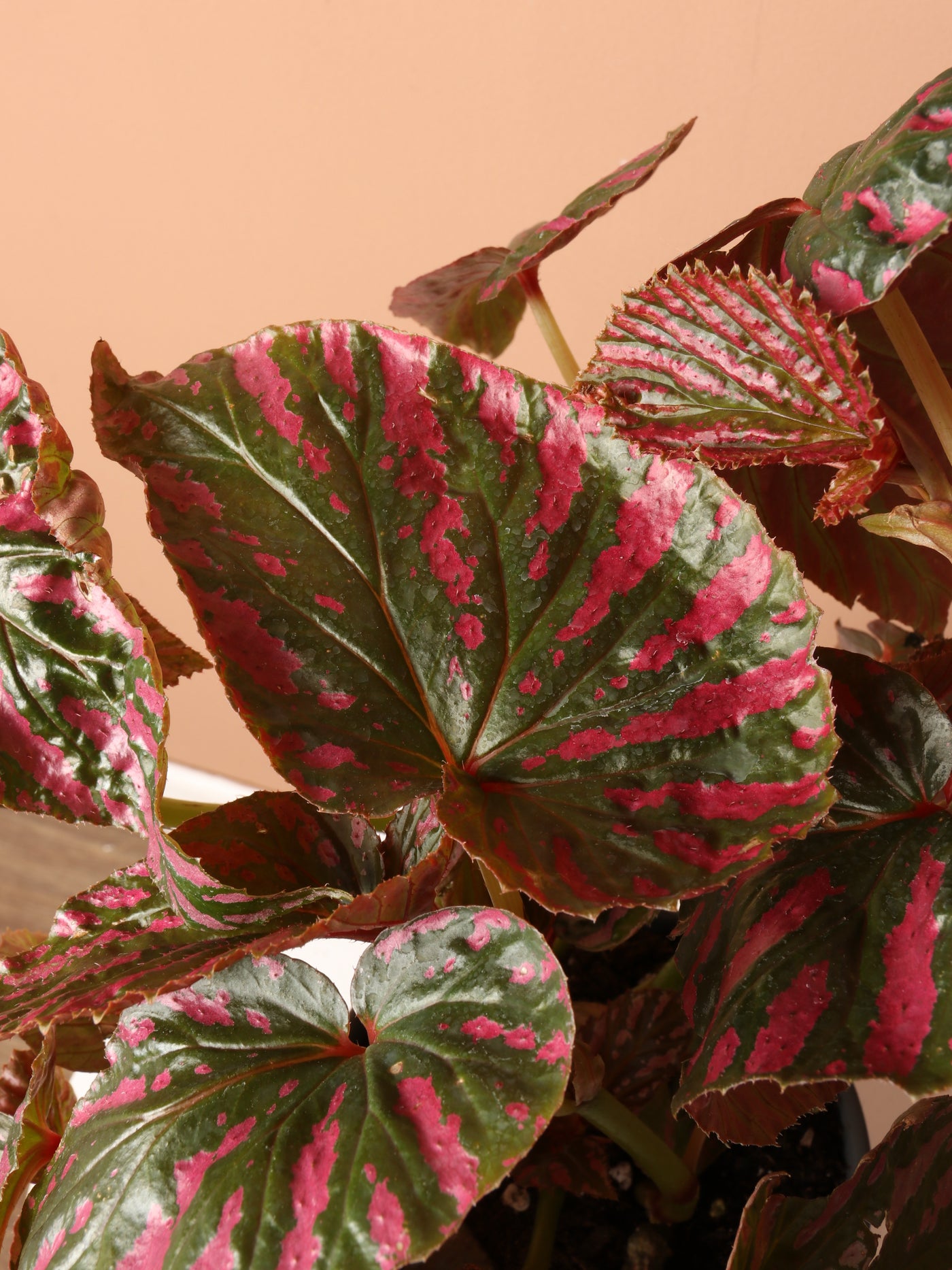 Exotica Begonia