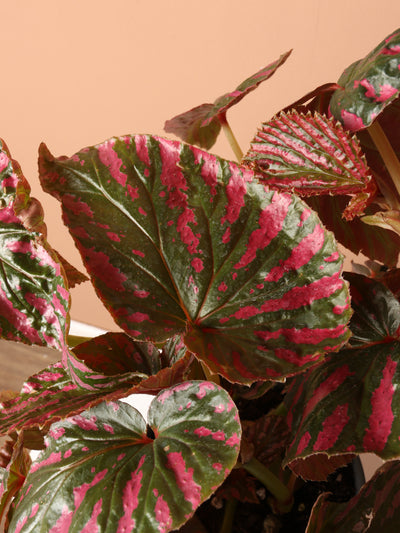 Exotica Begonia