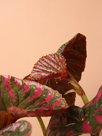 Exotica Begonia