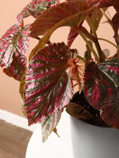 Exotica Begonia