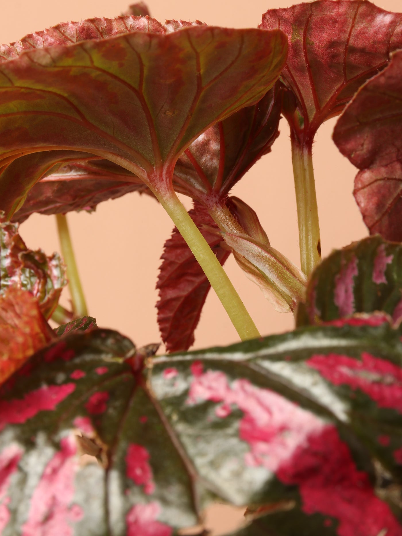 Exotica Begonia