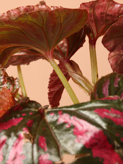 Exotica Begonia