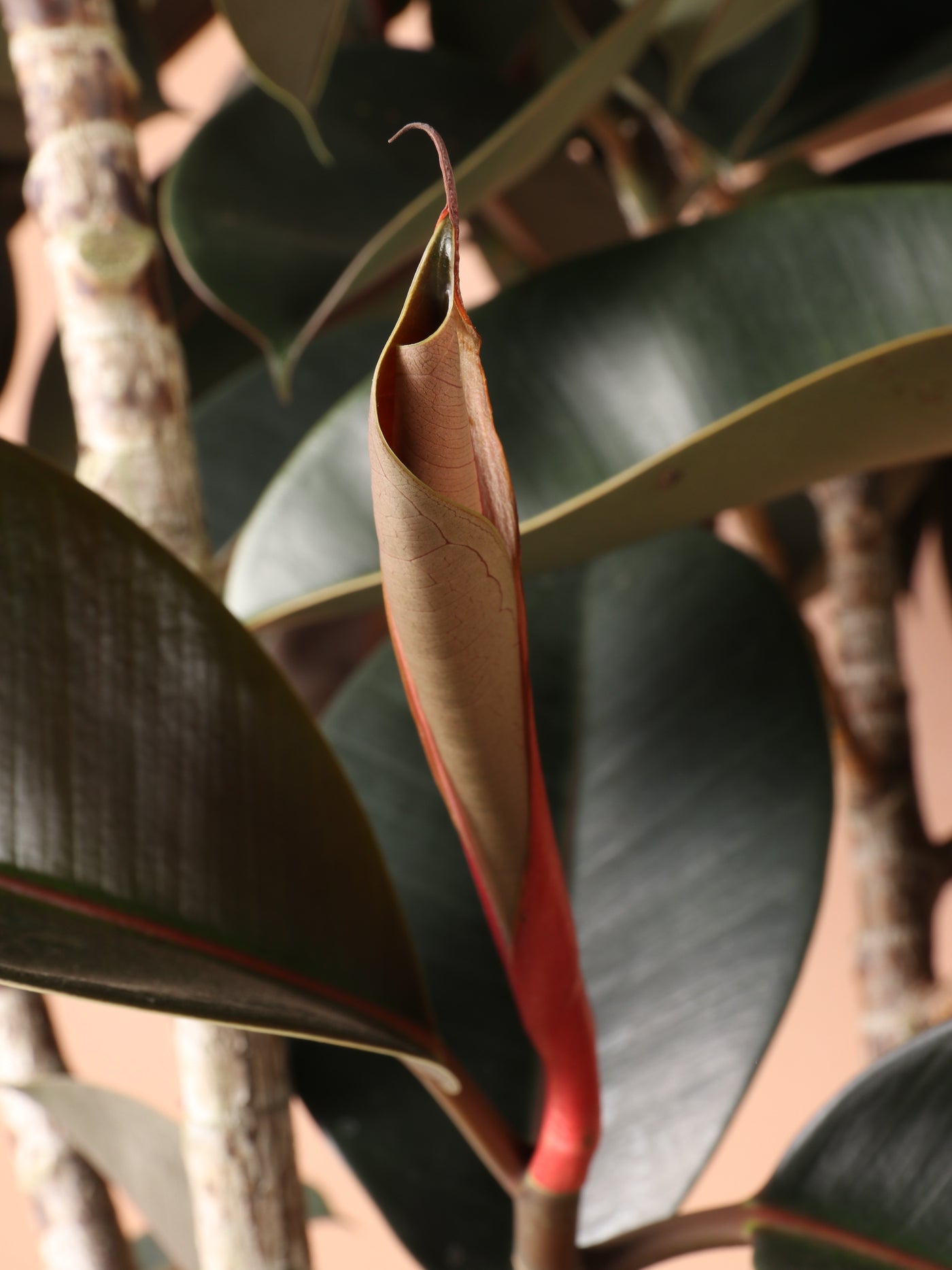 Full Size Rubber Tree STD