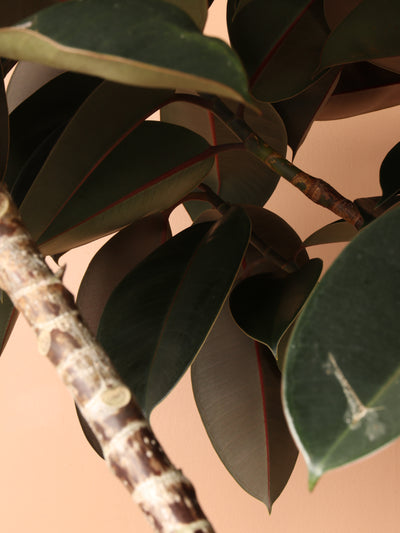 Full Size Rubber Tree STD