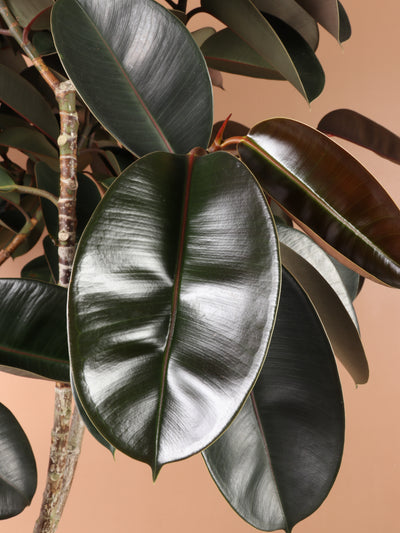 Full Size Rubber Tree STD