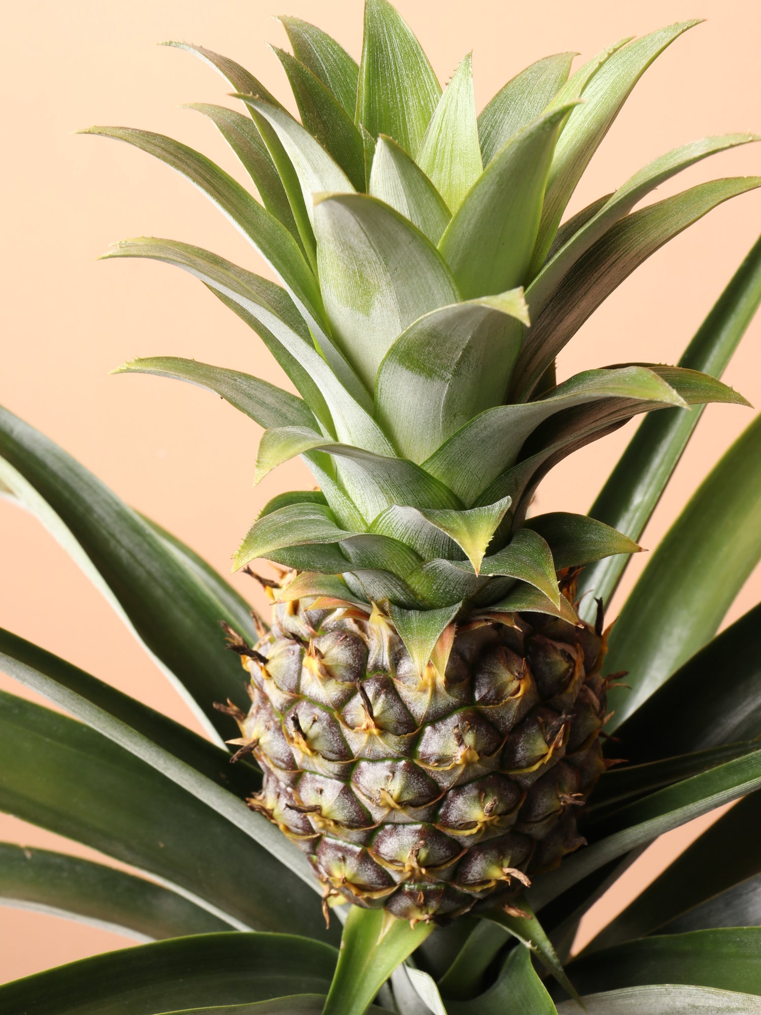 home depot pineapple plant Buy Pineapple Plant Online | Easy Care House Plant