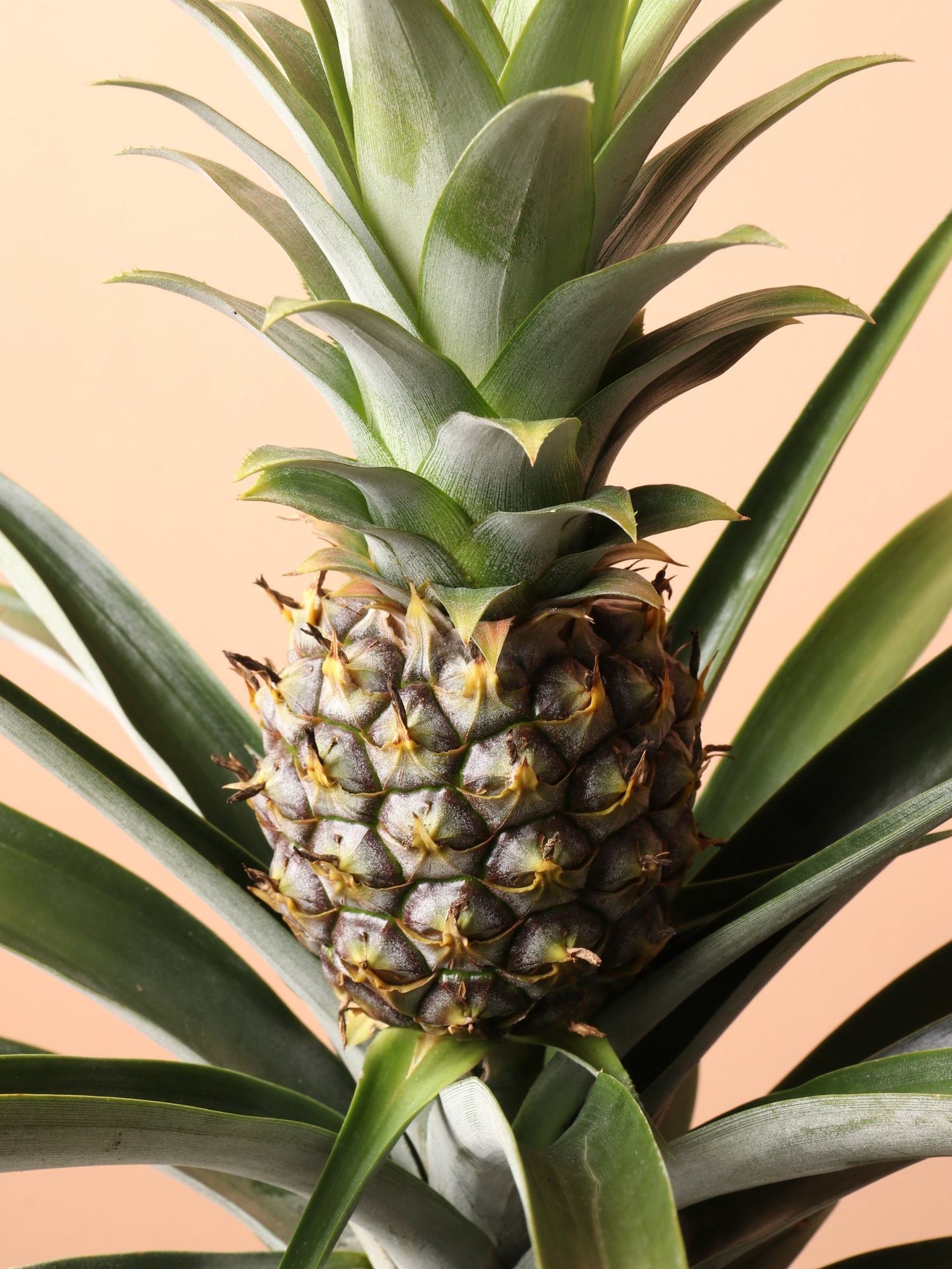 fruiting pineapple plant for sale Medium Pineapple Plant