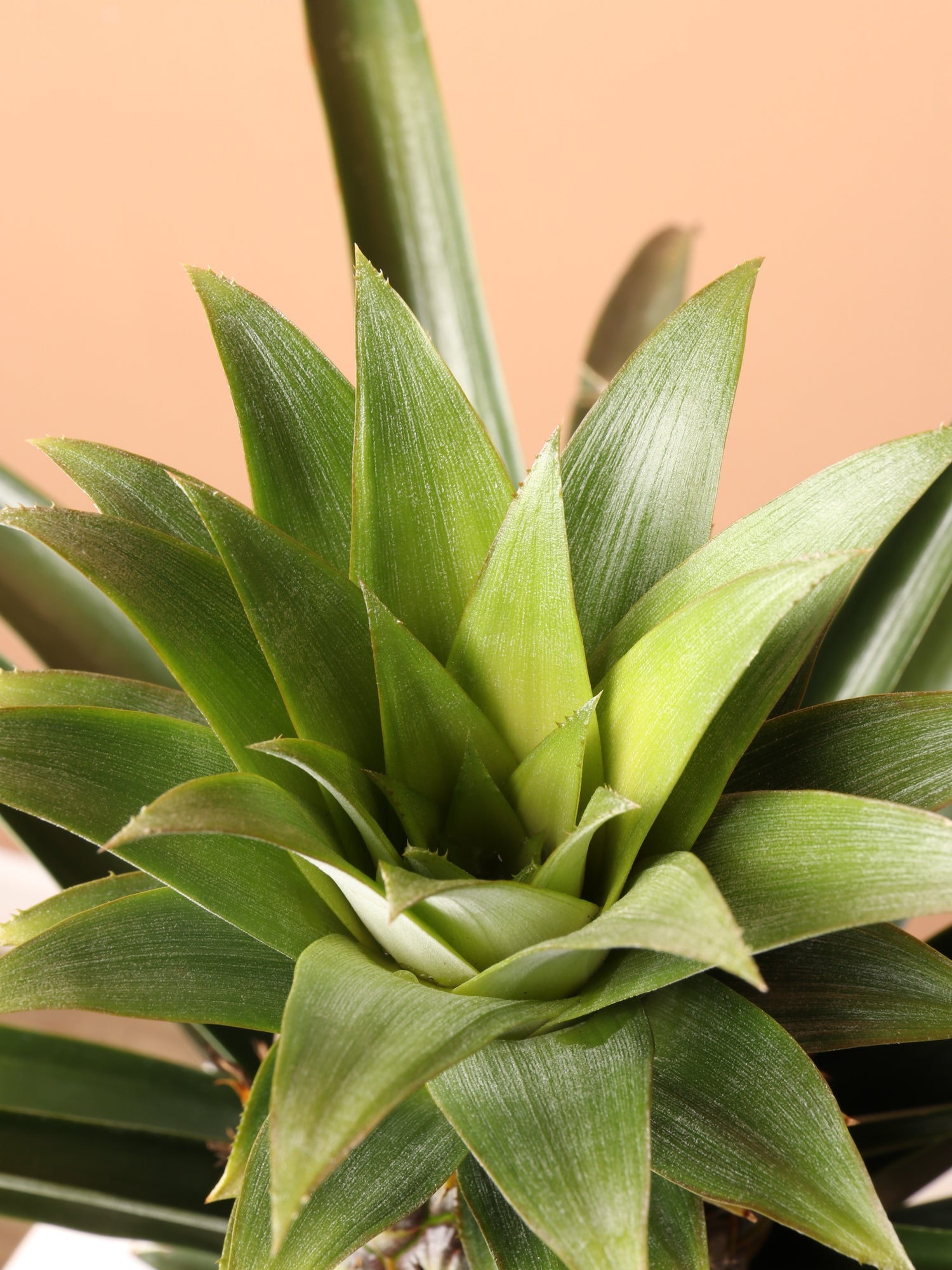 buy pineapple plant online Medium Pineapple Plant