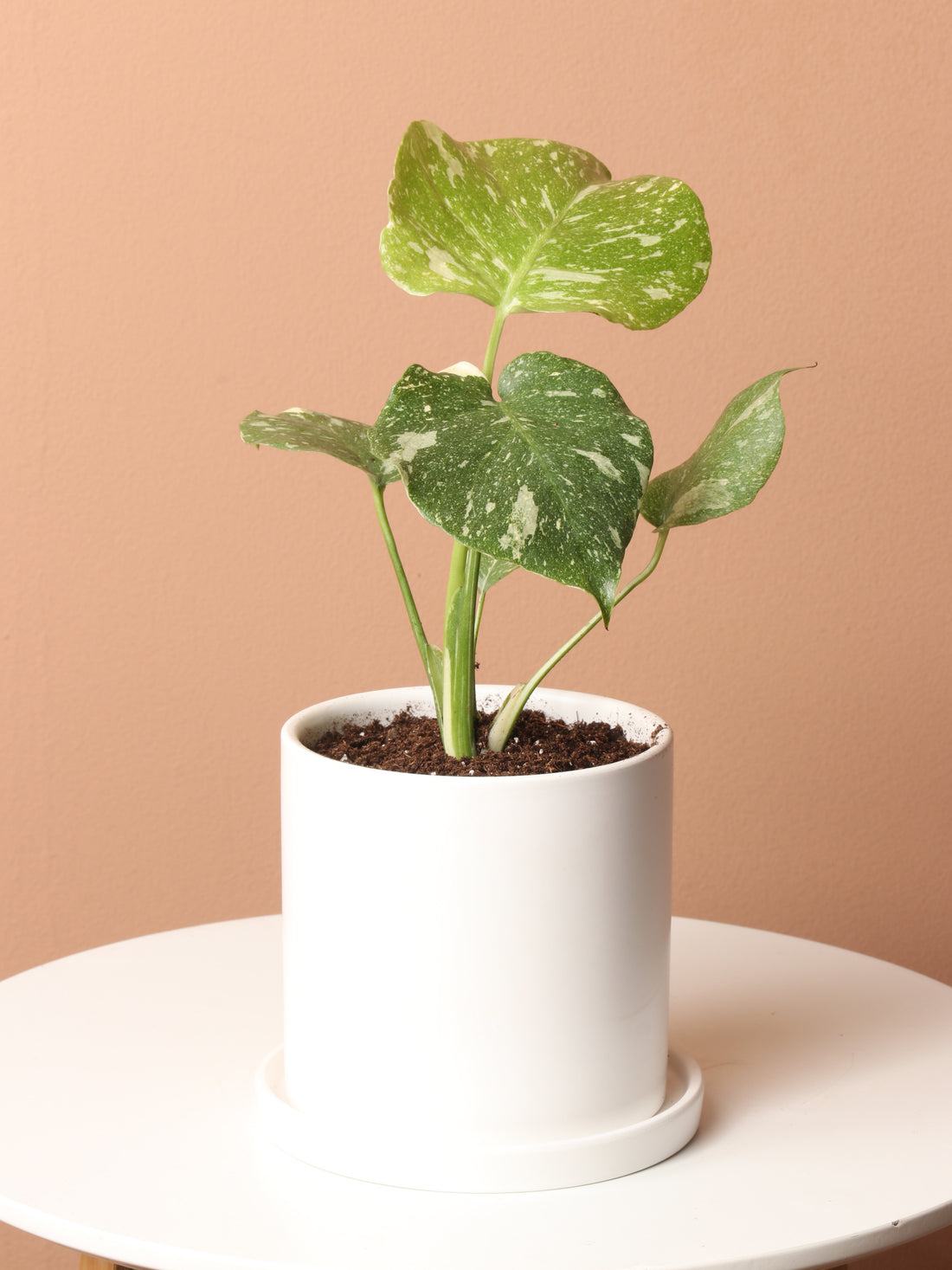 Small Monstera &
