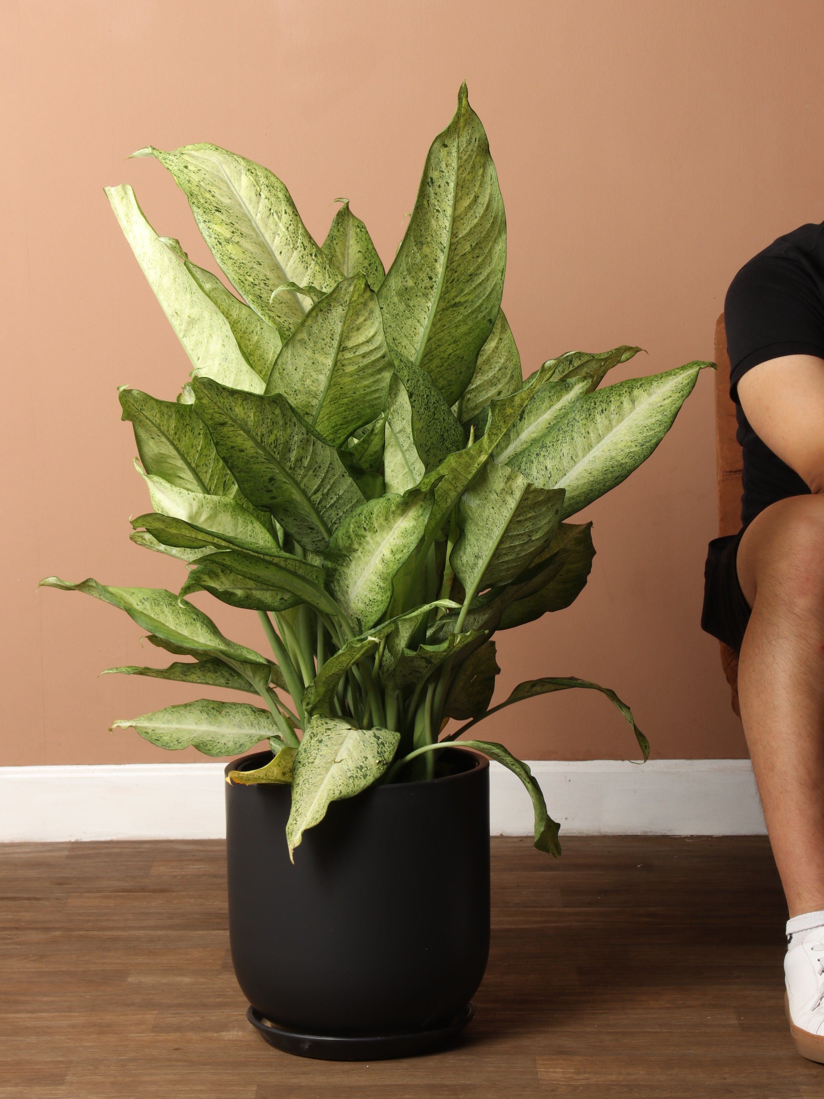 Large Dieffenbachia &
