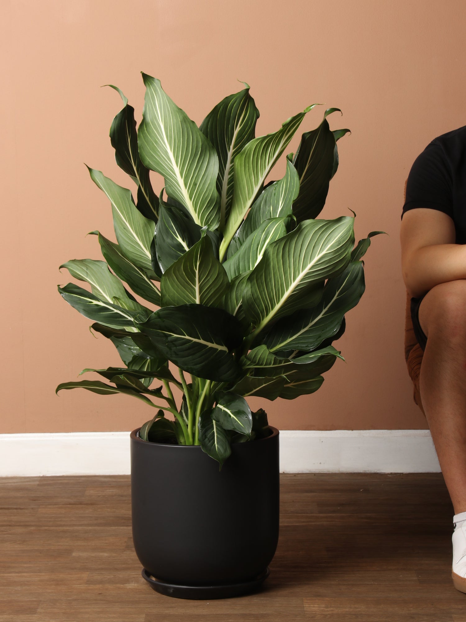 dieffenbachia north facing window 3-5 FT Dieffenbachia 'Sterling' – Dahing Plants