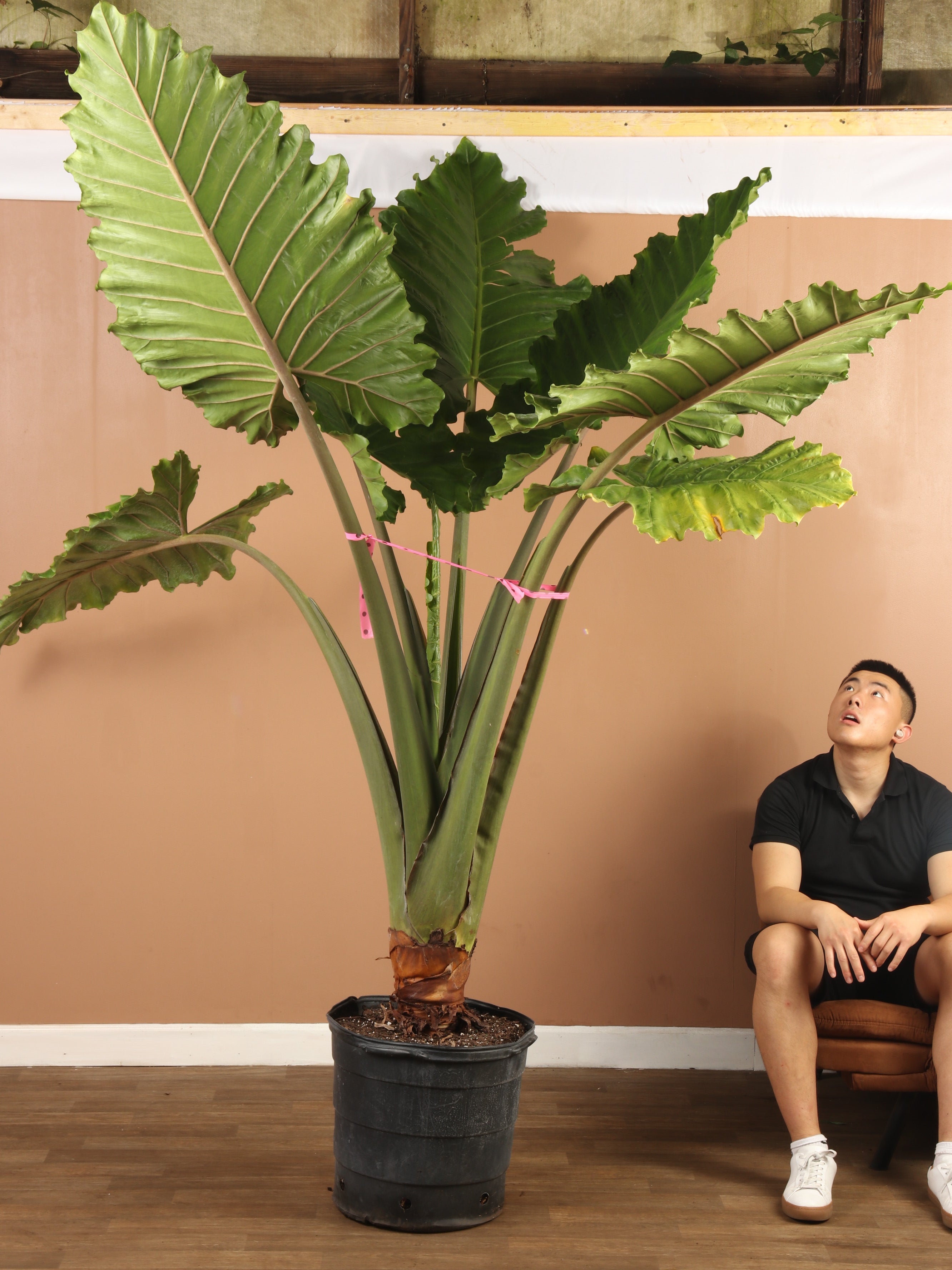 Huge Alocasia &