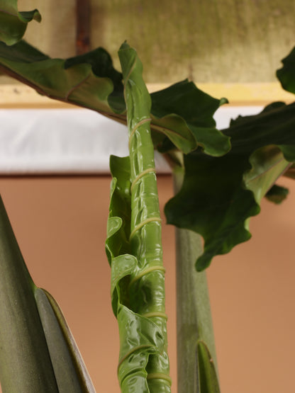Huge Alocasia &