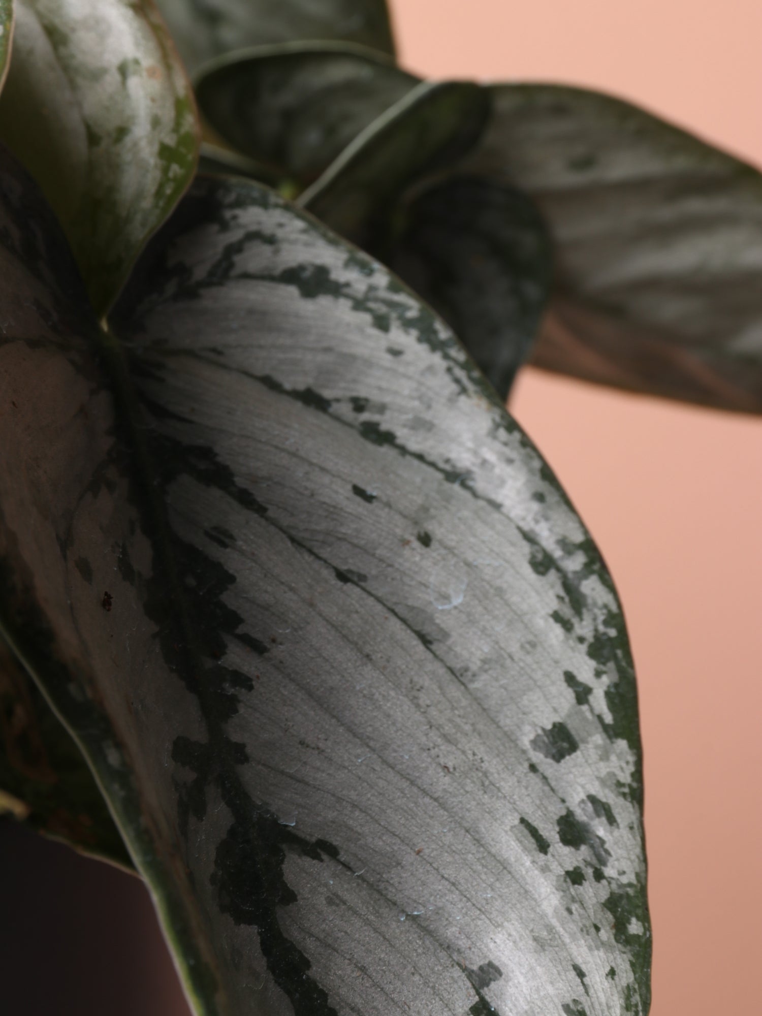 brandi philodendron griwing vines but not leaves Buy Philodendron 'Brandi' Online | Rare Indoor Plant