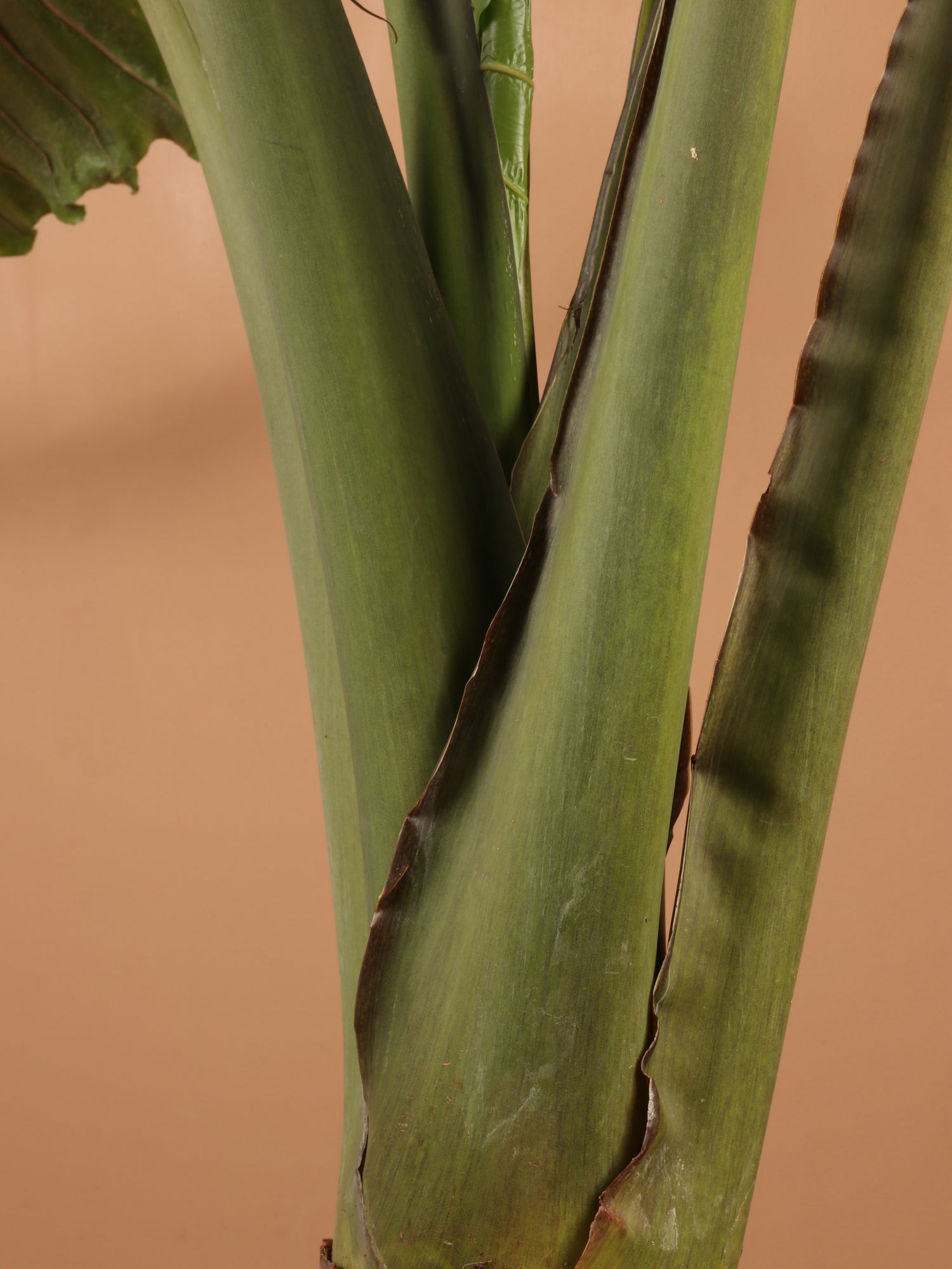 Huge Alocasia &