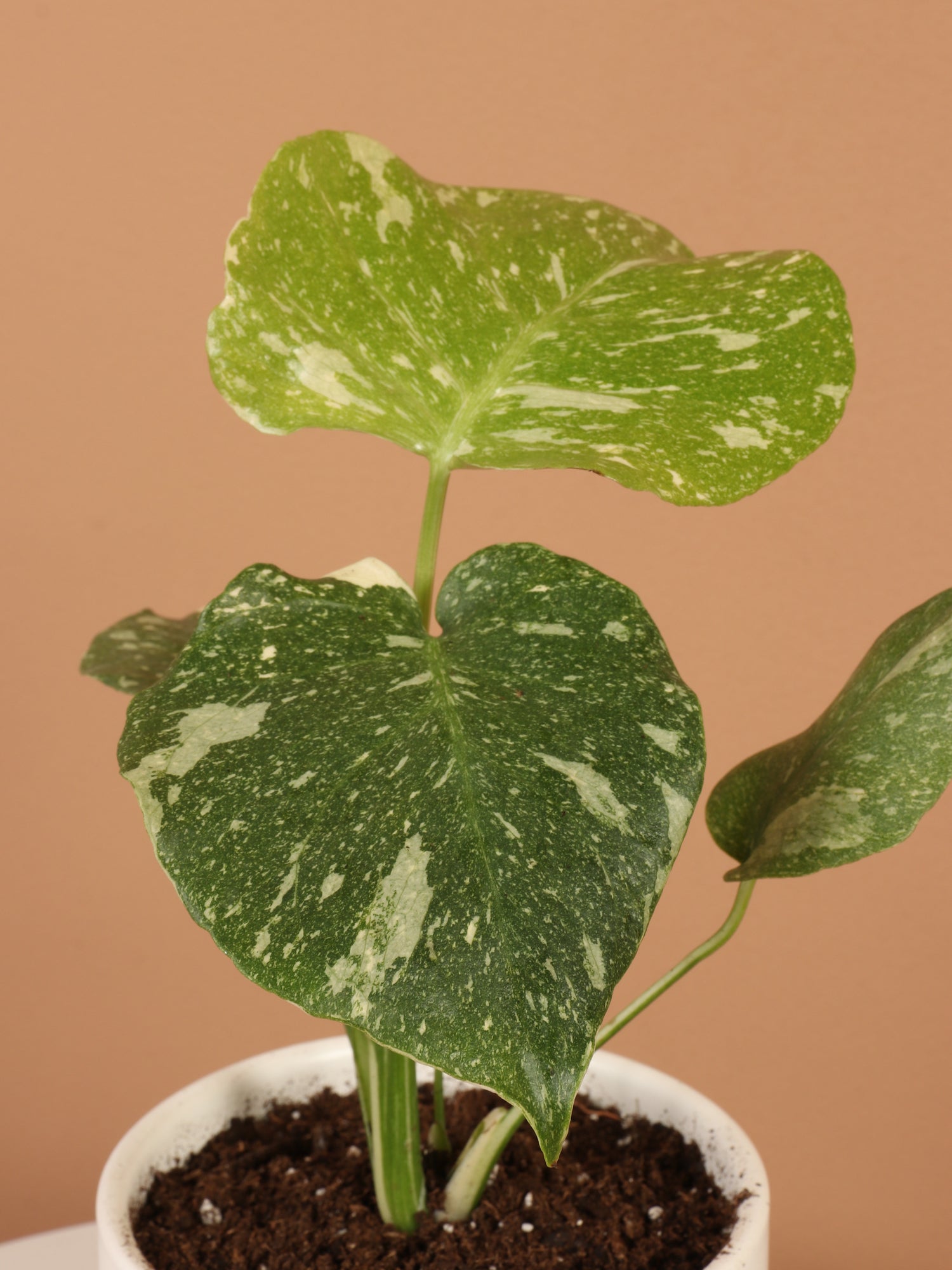 thai constellation monstera soil Buy Monstera 'Thai Constellation' Online | Rare House Plant