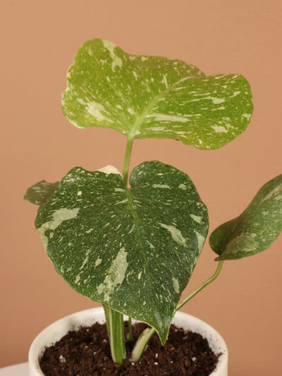 Small Monstera 'Thai Constellation'