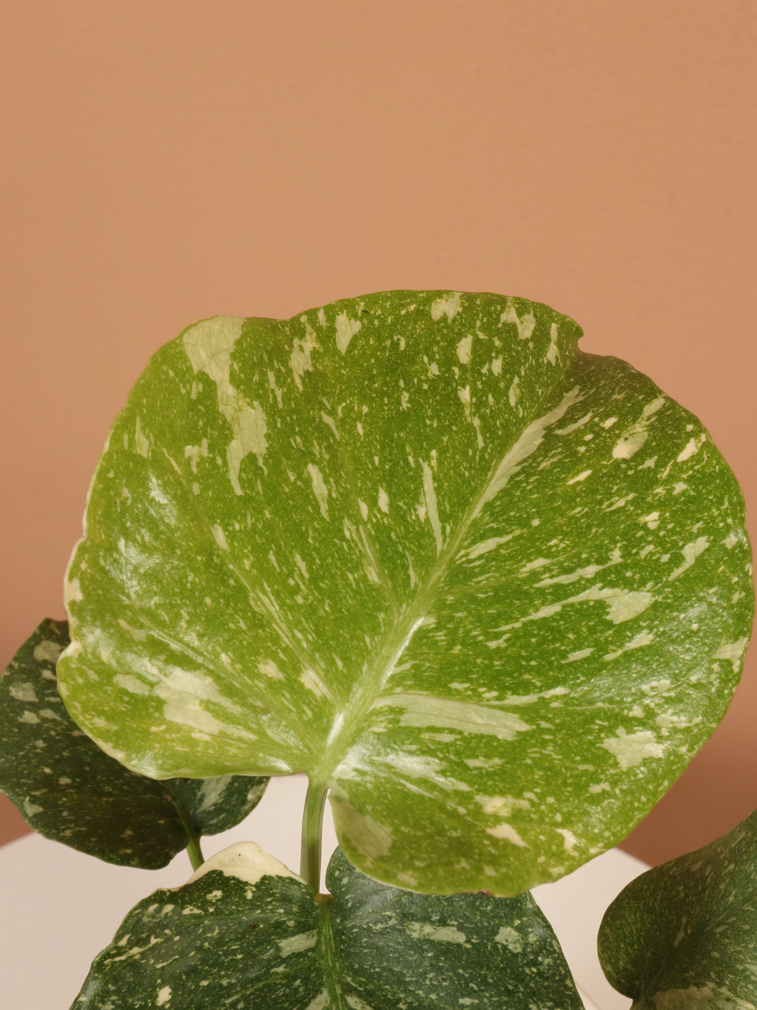 monstera thai constellation for sale Buy Monstera 'Thai Constellation' Online | Rare House Plant