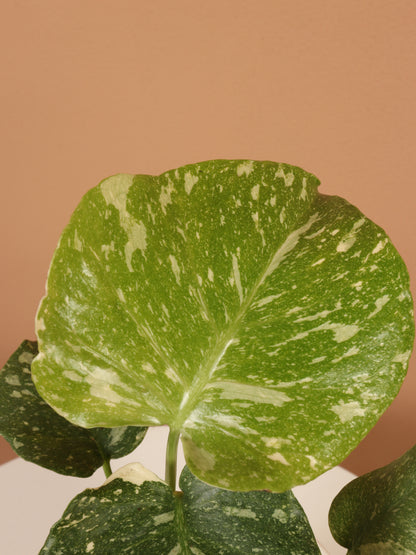 Small Monstera &
