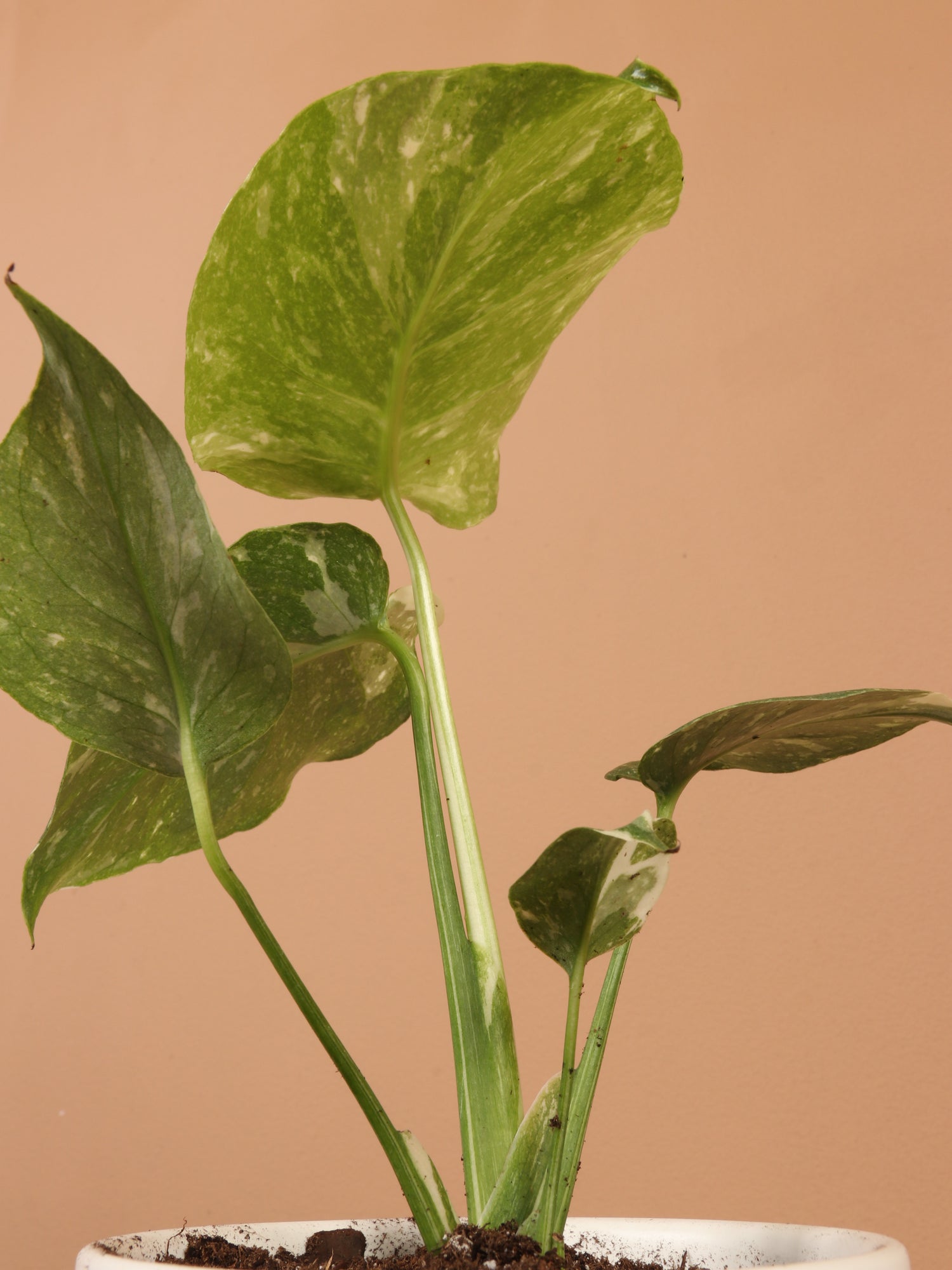 thai constellation pothos Buy Monstera 'Thai Constellation' Online | Rare House Plant