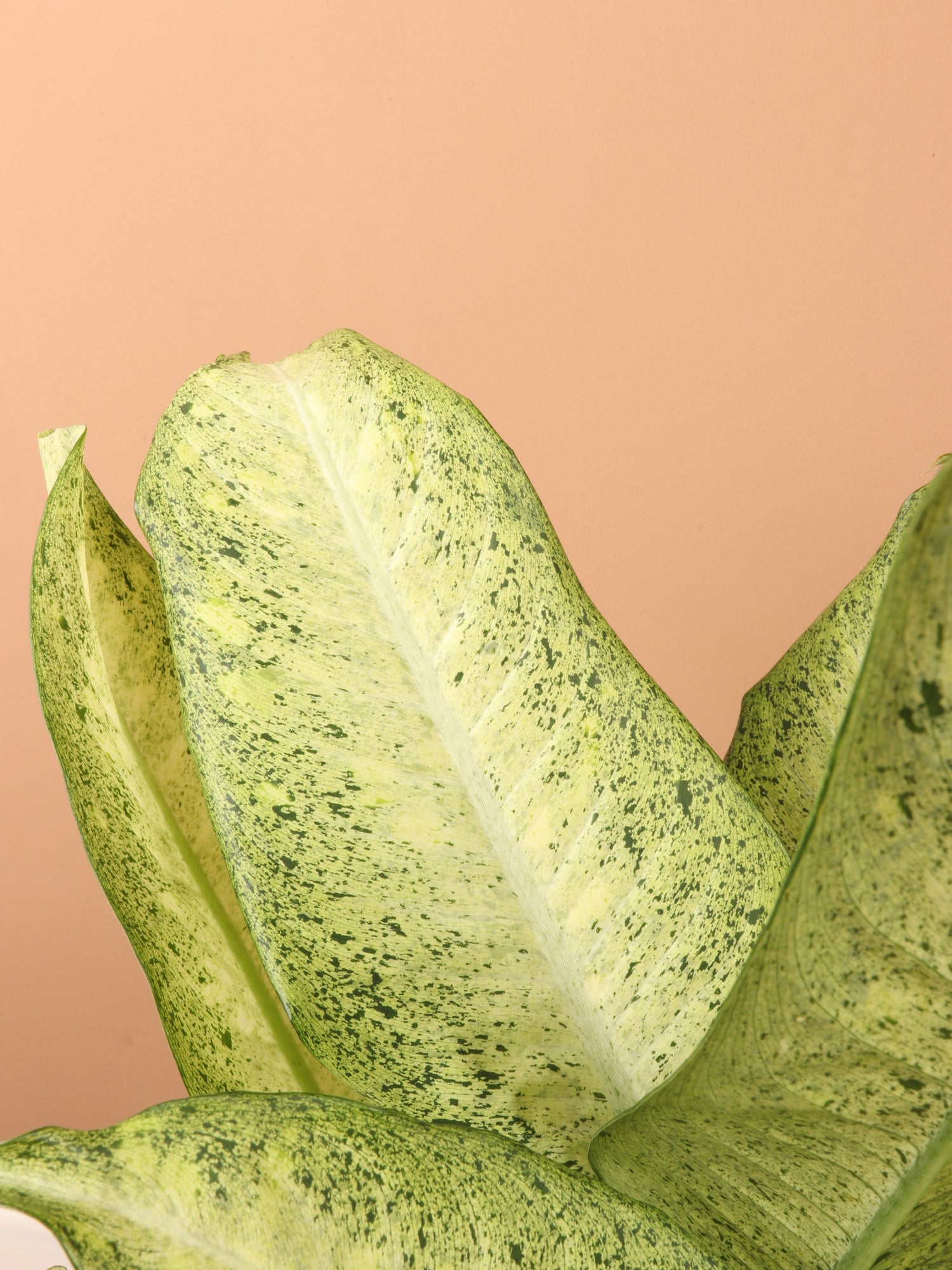 3-5 FT Dieffenbachia 'Camouflage' – Dahing Plants