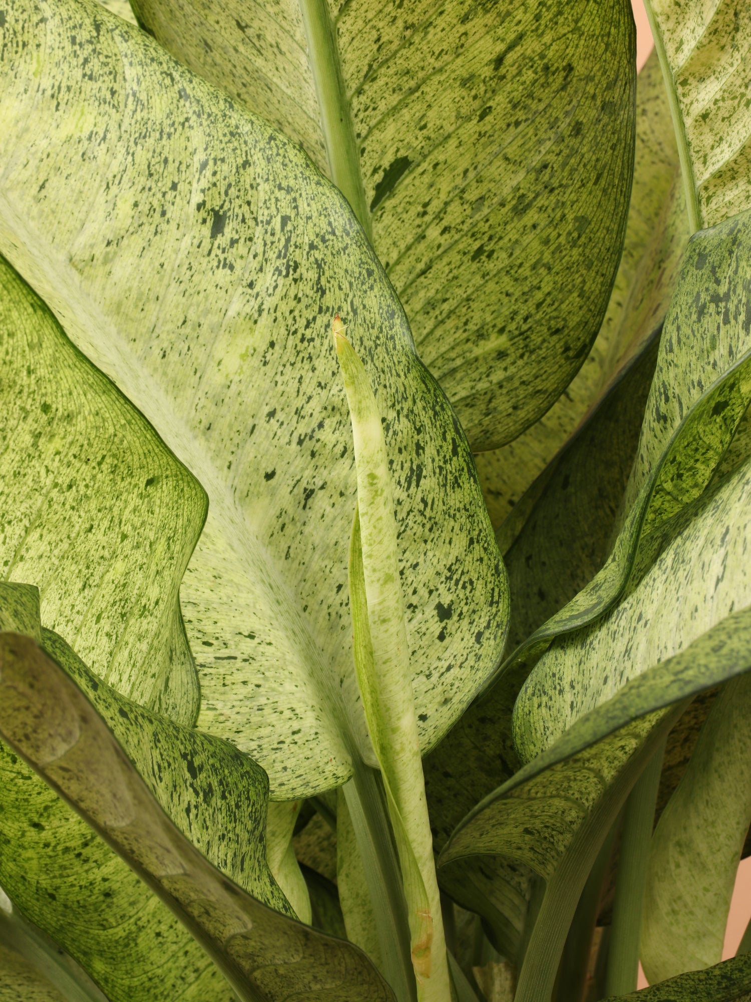 3-5 FT Dieffenbachia 'Camouflage' – Dahing Plants
